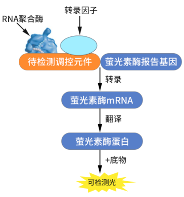 萤光素酶报告基因检测技术
